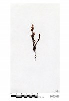 藏品(長枝砂苔)的圖片